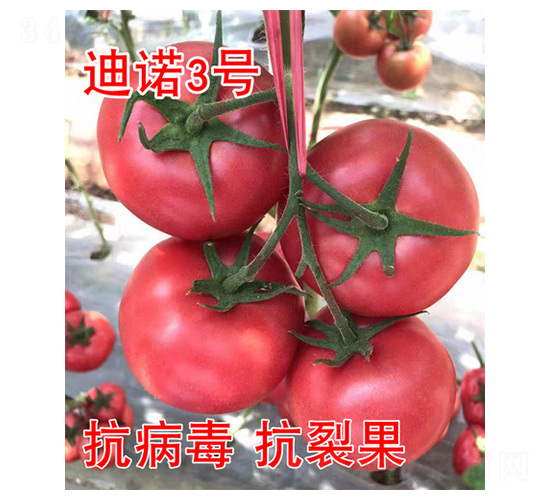 ��ŵ3��-��������-��԰��ҵ