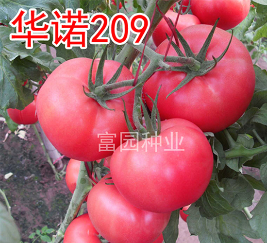 ��ŵ209-��������-��԰��ҵ