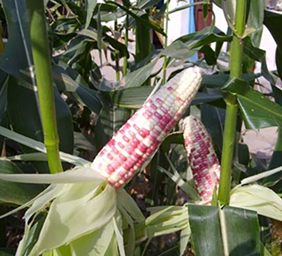 ���2��203-Ŵ��������-��������