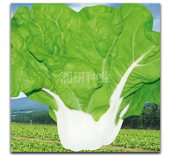 �������-�ײ�����-������ҵ
