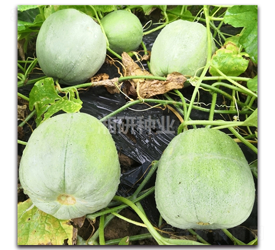 ���𲩴�-�������-������ҵ