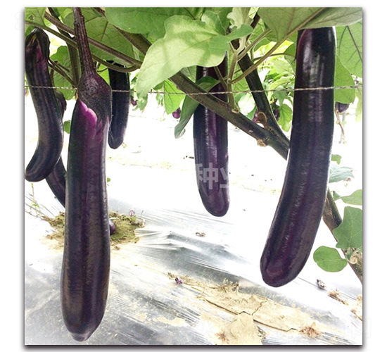 �챦����-��������-������ҵ