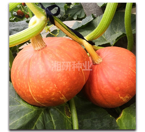 ��ʤ����-�Ϲ�����-������ҵ
