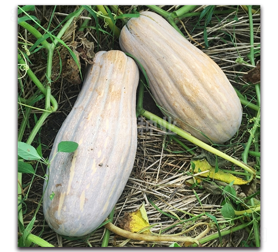 ���������۱��Ϲ�-�Ϲ�����-������ҵ