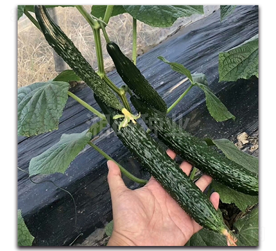 ����801-�ƹ�����-������ҵ