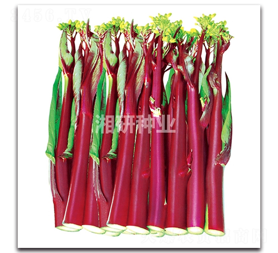 ���СҶ����-Ҷ������-������ҵ
