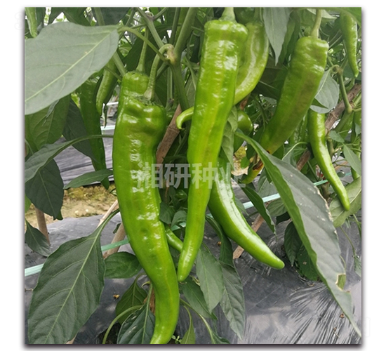 ���72-ţ�ǽ�����-������ҵ
