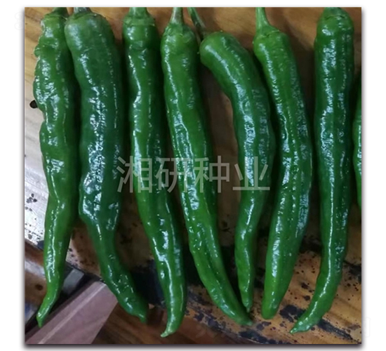 ��Ƥ2307-ţ�ǽ�����-������ҵ