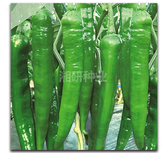 ����55-ţ�ǽ�����-������ҵ