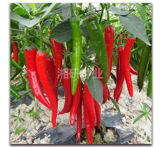 ����������-�߽�����-������ҵ