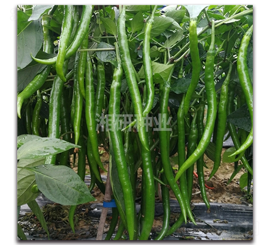 ����27-�߽�����-������ҵ