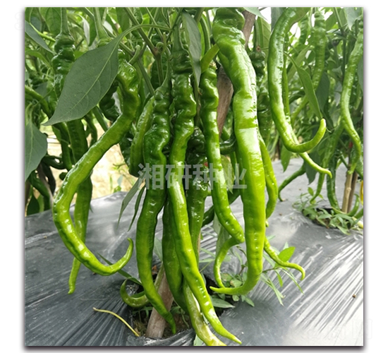 ����2020-�߽�����-������ҵ