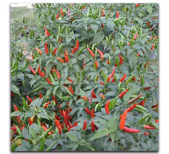 ����706-���콷����-������ҵ