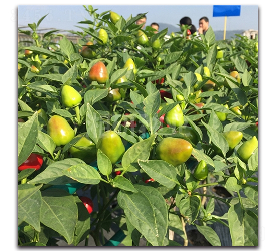 Բ��һ��-���콷����-������ҵ