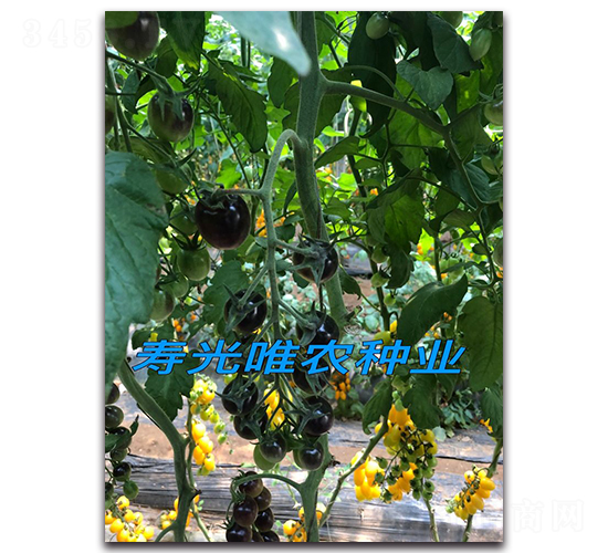 ������-ӣ�ҷ�������-Ψũ��ҵ
