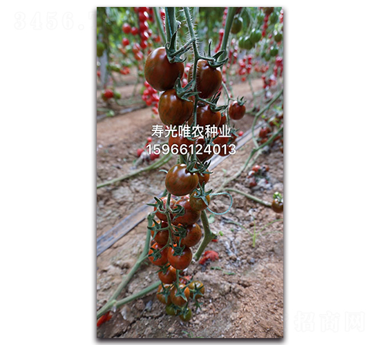 �ϱ���F1-ӣ�ҷ�������-Ψũ��ҵ