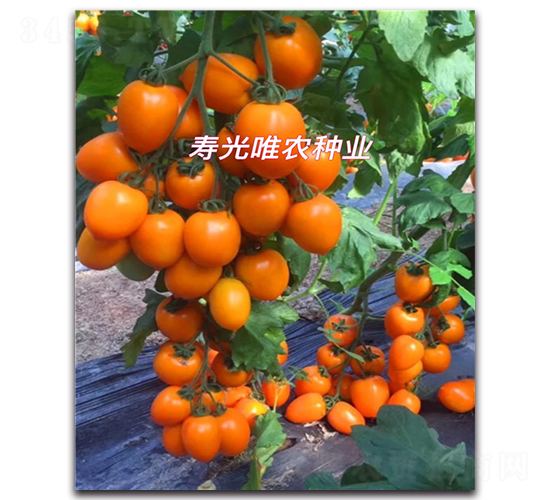 ������F1-ӣ�ҷ�������-Ψũ��ҵ