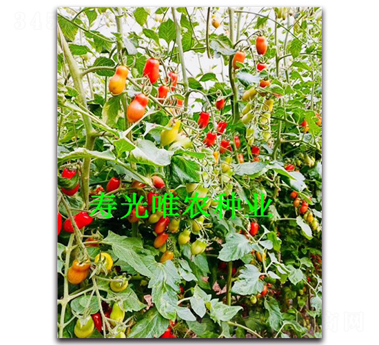 �쾧F1-������������-Ψũ��ҵ