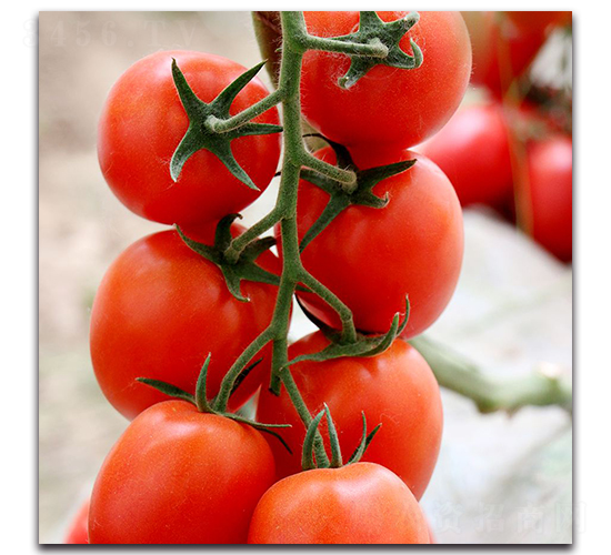 ������F1-ӣ�ҷ�������-Ψũ��ҵ