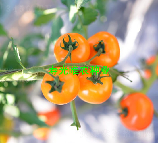 �ƾ���1��-ӣ�ҷ�������-Ψũ��ҵ