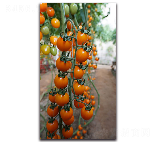 �ƾ�һ��F1-ӣ�ҷ�������-Ψũ��ҵ