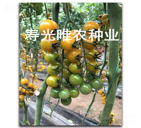 ��ɫ����1��F1-ӣ�ҷ�������-Ψũ��ҵ