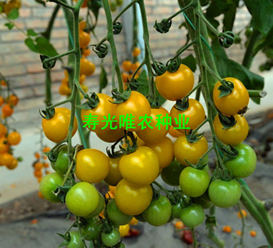 ��ɫ����2��F1-ӣ�ҷ�������-Ψũ��ҵ