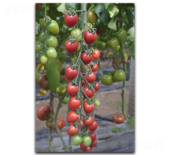 ����5��-ӣ�ҷ�������-Ψũ��ҵ