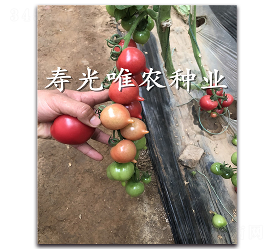 ����1��F1-ӣ�ҷ�������-Ψũ��ҵ
