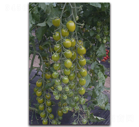 ������2��-ӣ�ҷ�������-Ψũ��ҵ