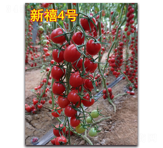 ����4��-ӣ�ҷ�������-Ψũ��ҵ