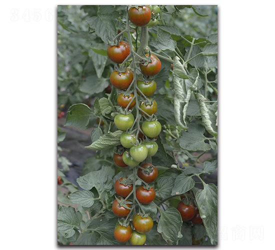 �ϴ���-ӣ�ҷ�������-Ψũ��ҵ