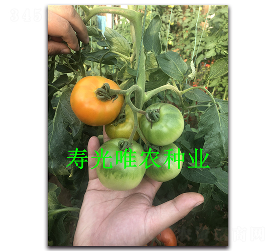������Ʋ�ݮ-��������-Ψũ��ҵ