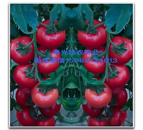 ȫ������F1-�۹���������-Ψũ��ҵ