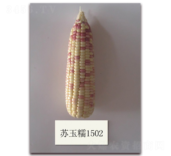 ����Ŵ1502��-Ŵ��������-�к���ҵ