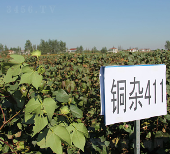 ͭ��411-�޻�����-�к���ҵ