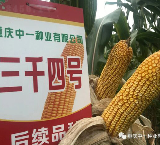 ��ǧ4��-��������-��һ��ҵ
