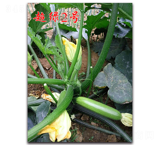 ����2��-��������«����-ũ��ũҵ