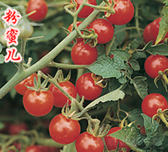 ���۶�-ӣ�ҷ�������-ũ��ũҵ