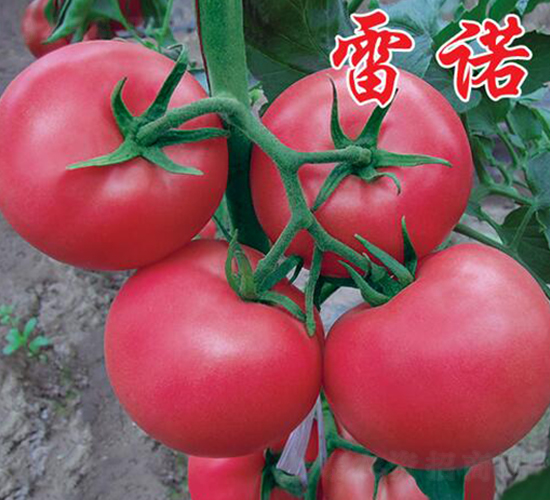 ��ŵ-���ӷ�������-ũ��ũҵ