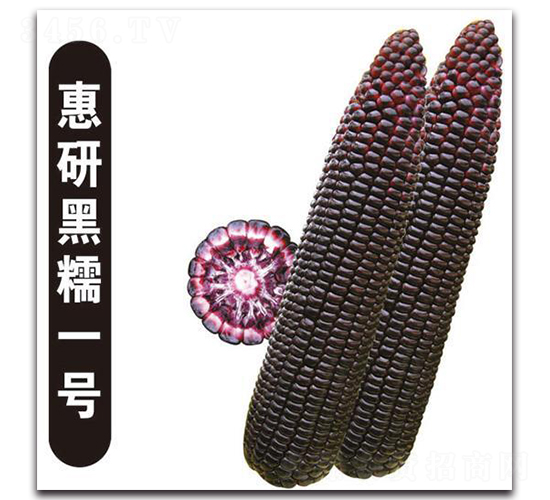 ���к�Ŵһ��-Ŵ��������-�д��Ƿ�