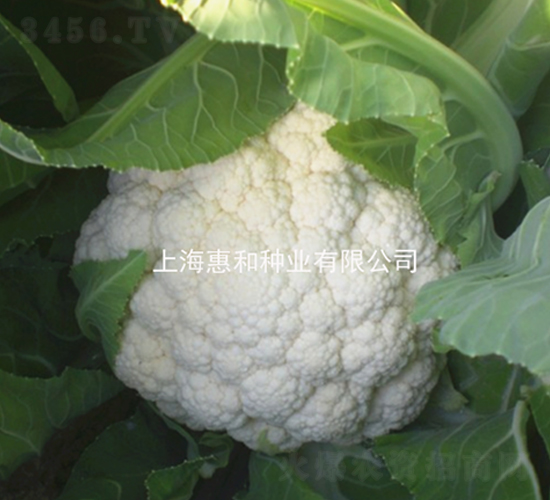 ѩ������-��Ҭ������-�ݺ���ҵ