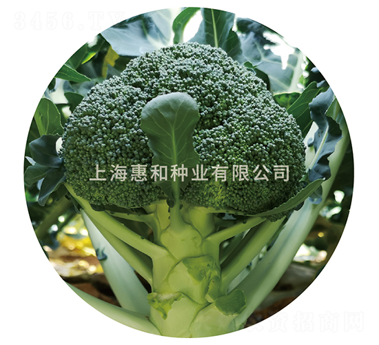 ǿ��809-����������-�ݺ���ҵ