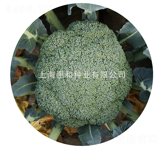 ǿ��808-����������-�ݺ���ҵ