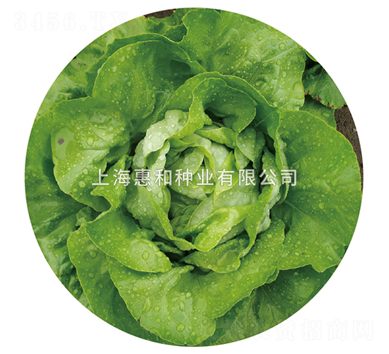 ��õ��-��������-�ݺ���ҵ