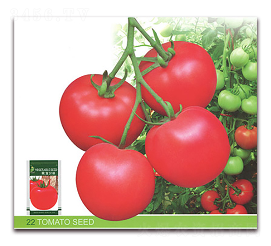 ŷ��318-��������-����