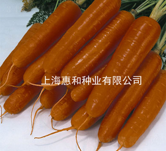 ��ʥ�ĺ�-���ܲ�����-�ݺ���ҵ