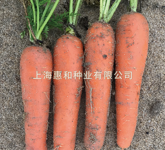 ��ʥ���-���ܲ�����-�ݺ���ҵ
