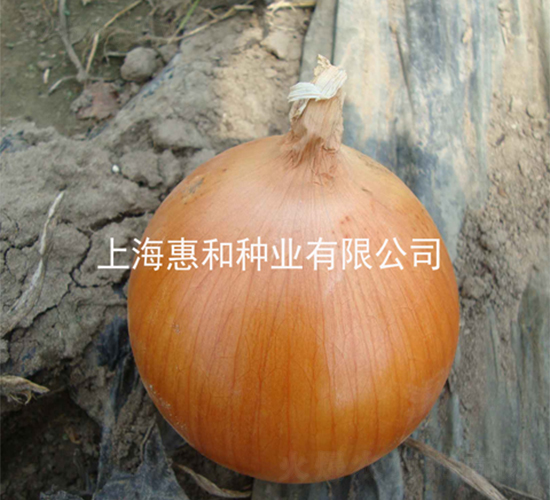 ��˧-�������-�ݺ���ҵ