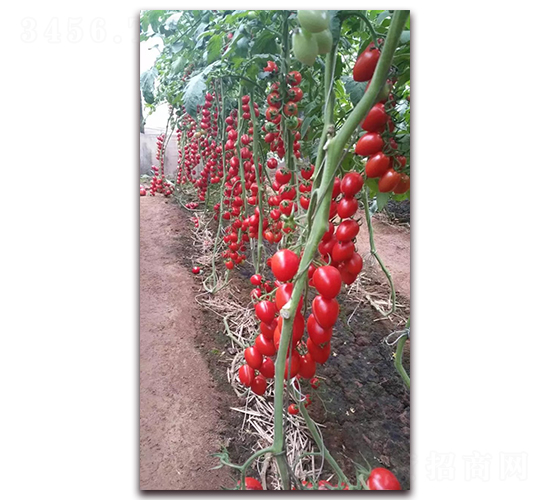 361-��������-������ҵ